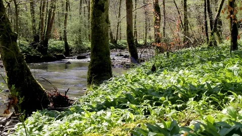 Idyllic river in a forest at spring time Stock Footage 88777100