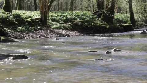 Idyllic river in a forest at spring time Stock Footage 90263280