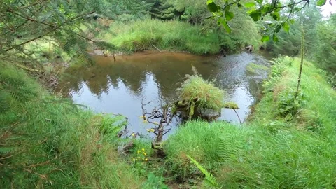 Idyllic river landscape with greenery. Stock Footage 158559571