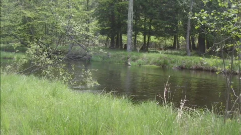 Idyllic river scene pan Video stock 716792
