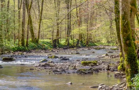 Idyllic river at spring time Stock Photos