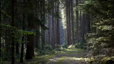 Idyllic road leading through forest. Spruce forest with sunny light Stock Footage 120836877