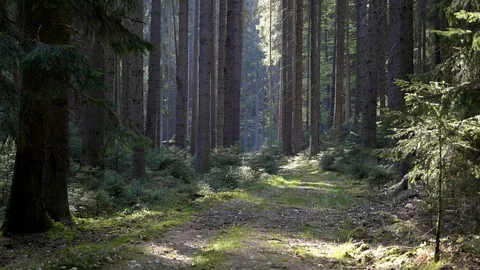 Idyllic road leading through forest. Spruce forest with sunny light Vídeo Stock 120929162