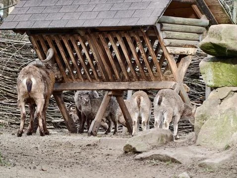 Idyllic rural environment featuring young animals feeding around rustic woo.. Photos