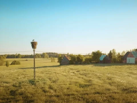 Idyllic rural scene with stork Stock Footage 77247165