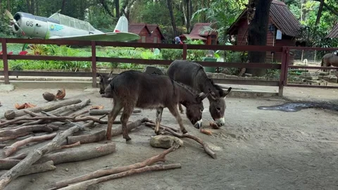 Idyllic rural scene with two donkeys, wooden logs, fence Vídeo Stock 340569226
