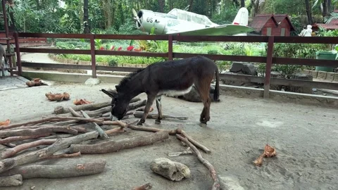 Idyllic rural scene with two donkeys, wooden logs, fence Vídeo Stock 340569316