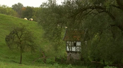 Idyllic scene with small Tudor style house and sheep Stock-Footage 56059508