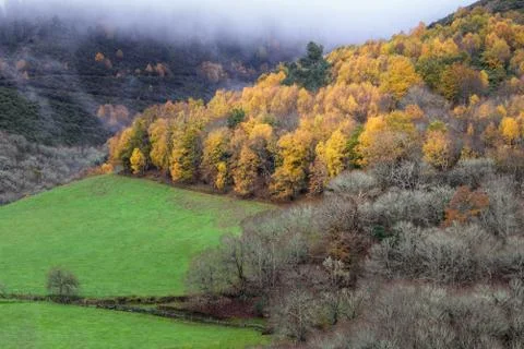 Idyllic scene of the transition between grass meadows and autumn forests Stock Photos