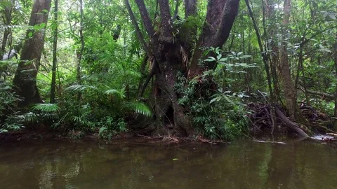 Idyllic shot of a tree trunk Stock Footage 80215166
