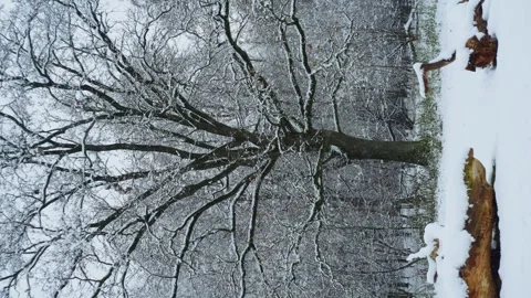 Idyllic Snow-Covered Forest in Winter Stock Footage 296406278