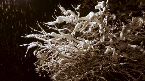 Idyllic Snowy Winter Night Scene With Snow Covered Tree Video stock 146643722