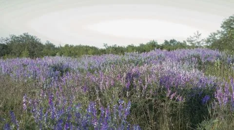Idyllic spring background with lilac wildf lowers on a meadow Stock Photos