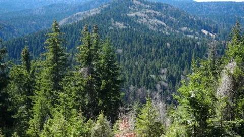 Idyllic Spring Day Exploring Zlatar Mountain Peaks. Rich Green Conifer Spruce Stock Footage 341834416