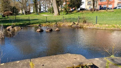 Idyllic Spring Park Scene with Ducks by the Pond in German City at Sunny Day Stock Footage 331019851