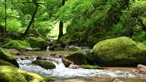 Idyllic stream flows through a beautiful forest, Germany, 4K Stock Footage 167151732