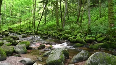 Idyllic stream flows through a beautiful forest in Germany, 4K Stock Footage 167151756