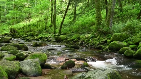 Idyllic stream flows through a beautiful forest in Germany. Stock Footage 167153465