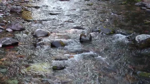 An idyllic stream in the Rocky Mountains 動画素材 42132541