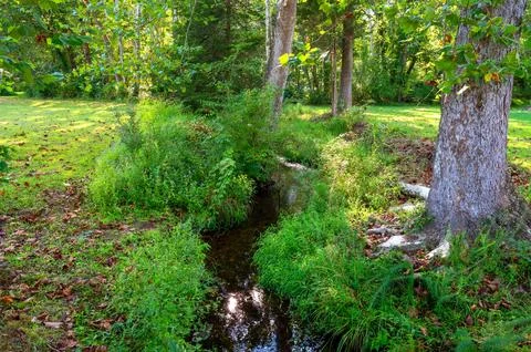 Idyllic stream winds through green grass and woodland Foto stock