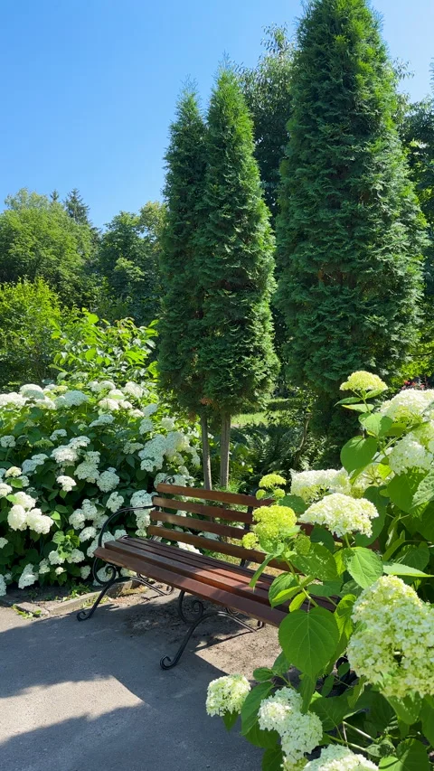 Idyllic summer garden scene with an empty wooden bench framed by blooming white Stock Footage 312517385