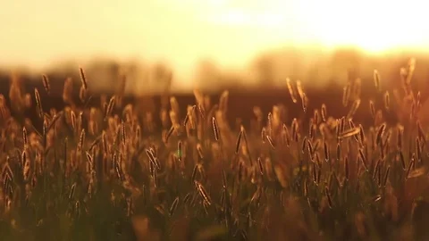 Idyllic Summer Grass Stock Footage 72312632