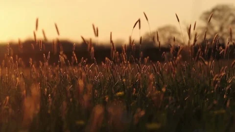 Idyllic Summer Grass Stock Footage 72313266