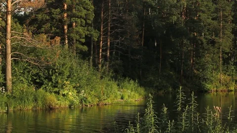 Idyllic summer landscape with crystal clear lake and forest trees reflections. Stock Footage 77613764
