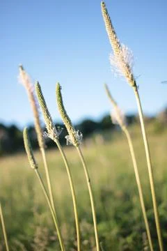 Idyllic summer landscape with ears of the plant on blue sky background. Stock Photos