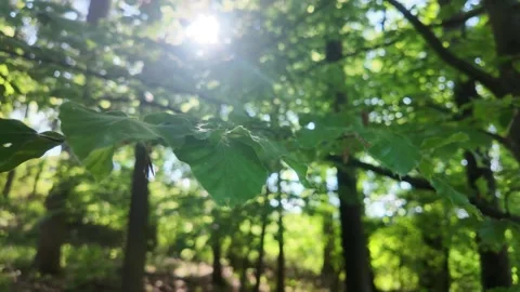 Idyllic Sunbeams in the Beech Forest Stock Footage 308538453