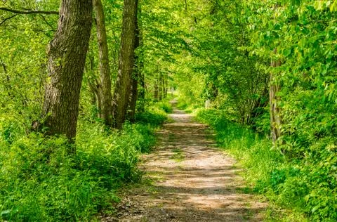 Idyllic sunny forest path Stock Photos