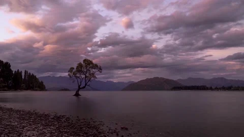 Idyllic sunset over that Wanaka Tree in New Zealand, 4k Stock Footage 231453339