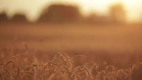 Idyllic sunset over the wheat field. Video stock 140784886