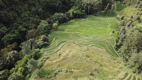 Idyllic Terraced Rice Fields on a Mountainside in Rural Nepal Stock Footage 114005806