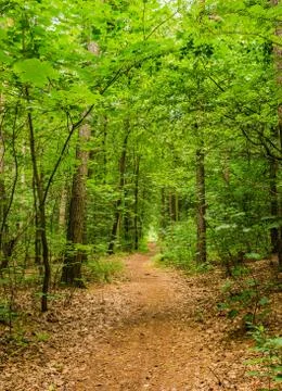 Idyllic trail through deciduous trees forest with fresh green foliage Stock Photos