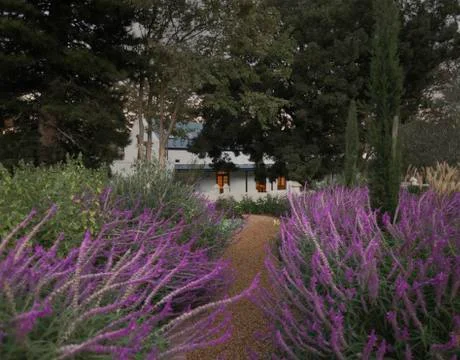 Idyllic, tranquil lavender path leading to house Stock Photos