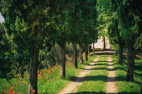 Idyllic Tree-Lined Pathway in Lush Greenery Stock Photos