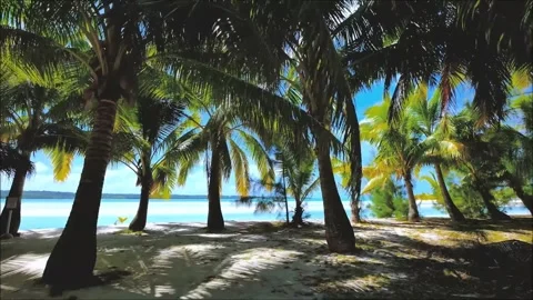 Idyllic Tropical Beach Scene Viewed Through Lush Palm Trees Stock Footage 302310050