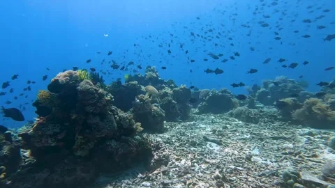 Idyllic underwater scene scuba diving in coral reef environment with tropical Stock Footage 341087608