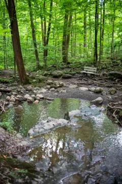 Idyllic view of an empty bench by a forest stream. Stock Photos