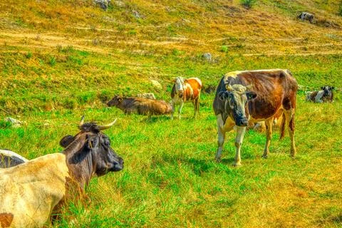Idyllic view of grazing cows on a mountain pasture Stock Photos