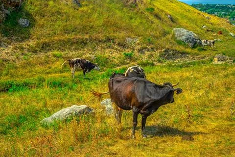 Idyllic view of grazing cows on a mountain pasture Stock Photos