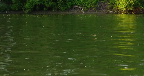 Idyllic view of long-tailed mayflies above Tisza river in Serbia in mid June Stock Footage 263059889