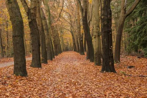 An idyllic view of a path leading into an endless golden autumn forest. Stock Photos