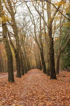 An idyllic view of a path leading into an endless golden autumn forest. Stock Photos