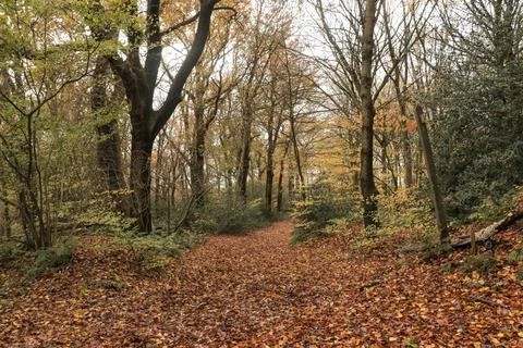 An idyllic view of a path leading into an endless golden autumn forest. Foto stock
