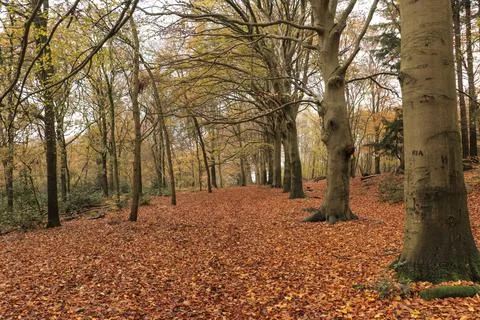 An idyllic view of a path leading into an endless golden autumn forest. Stock Photos