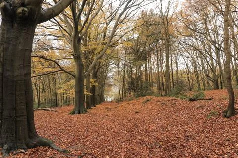 An idyllic view of a path leading into an endless golden autumn forest. Foto stock