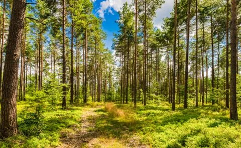 Idyllic view of pine tree forest with beautiful sunlight and blue sky Stock Photos