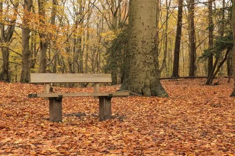 An idyllic view of a small bench in an endless golden autumn forest. Stock Photos
